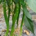 大棚大棚线椒大量上市