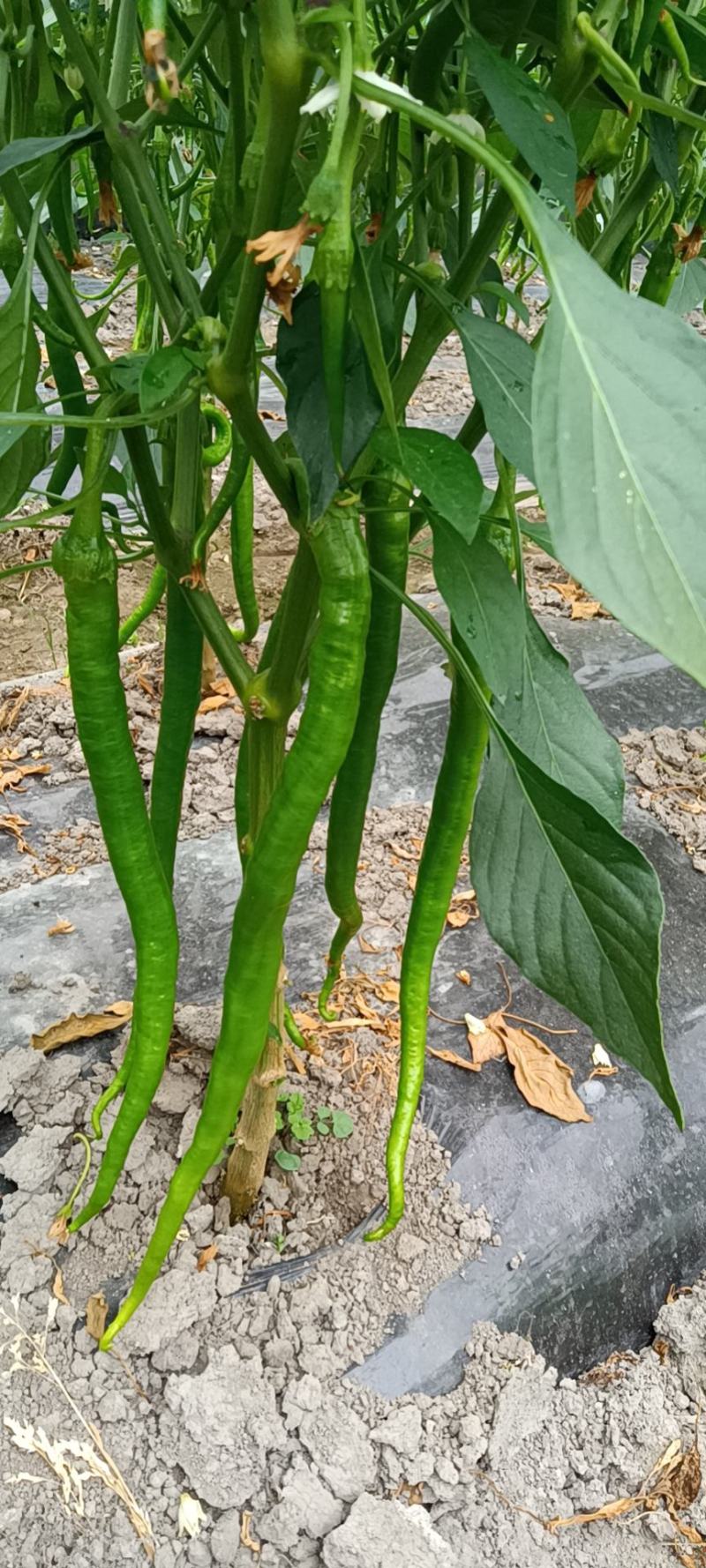大棚大棚线椒大量上市