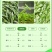 毛峰春茶绿茶铁罐装500克