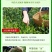 毛峰春茶绿茶铁罐装500克