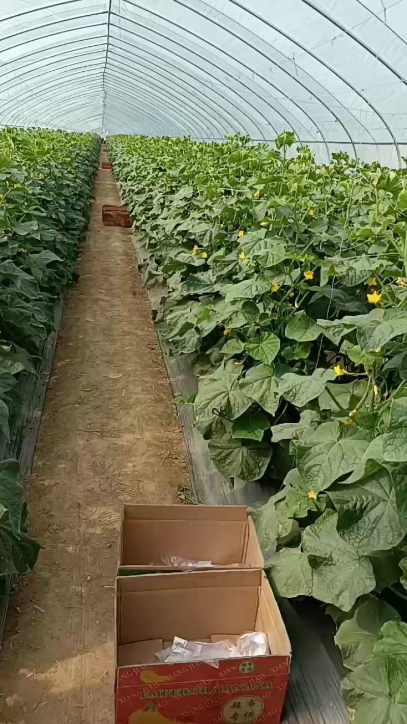 水果黄瓜，小黄瓜，青瓜，电商，商超，市场，代收代发