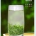 碧螺春新茶绿茶500克