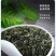 碧螺春新茶绿茶500克