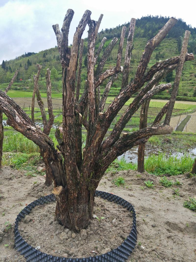 五彩锦带！前程似锦