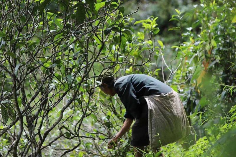 勐库东半山田头那蕉古树普洱藤条茶