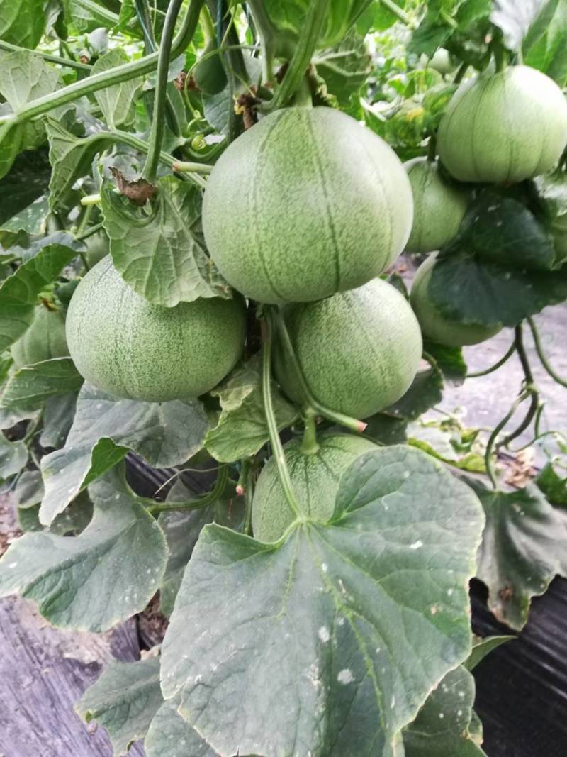 运城盐湖区王范村绿博特甜瓜