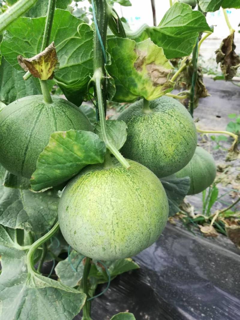 运城盐湖区王范村绿博特甜瓜