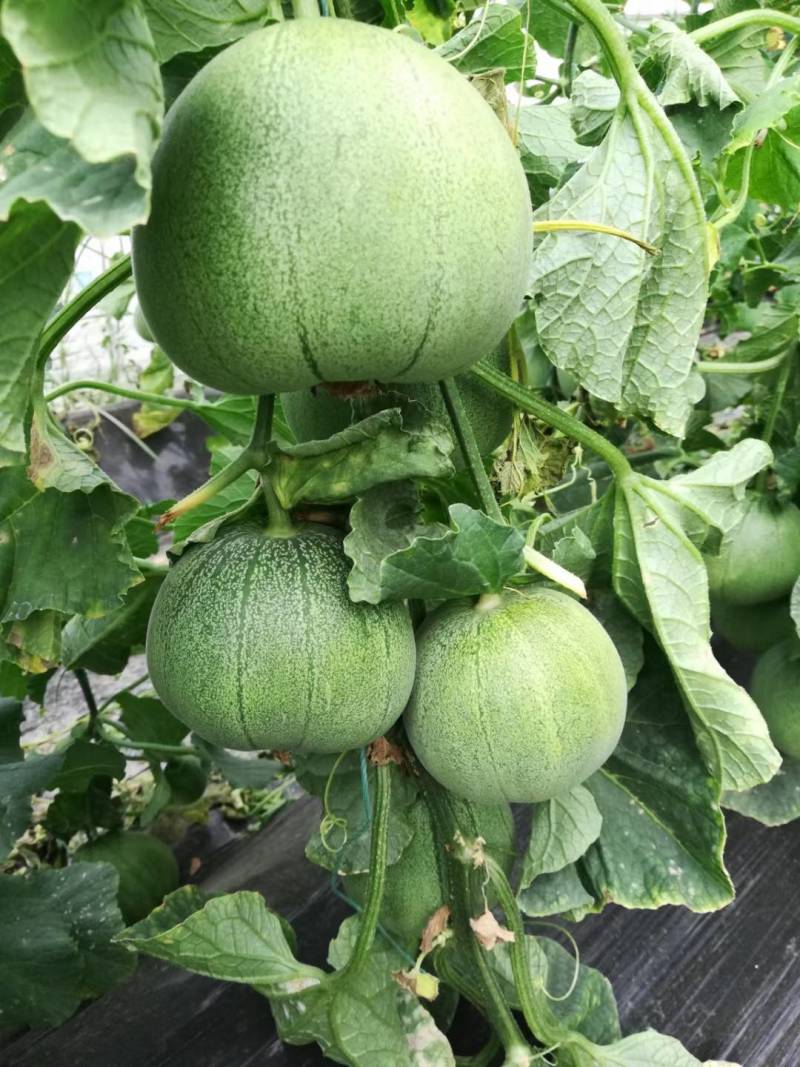 运城盐湖区王范村绿博特甜瓜