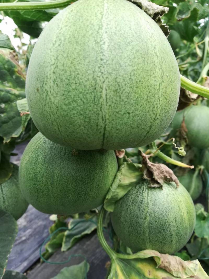 运城盐湖区王范村绿博特甜瓜