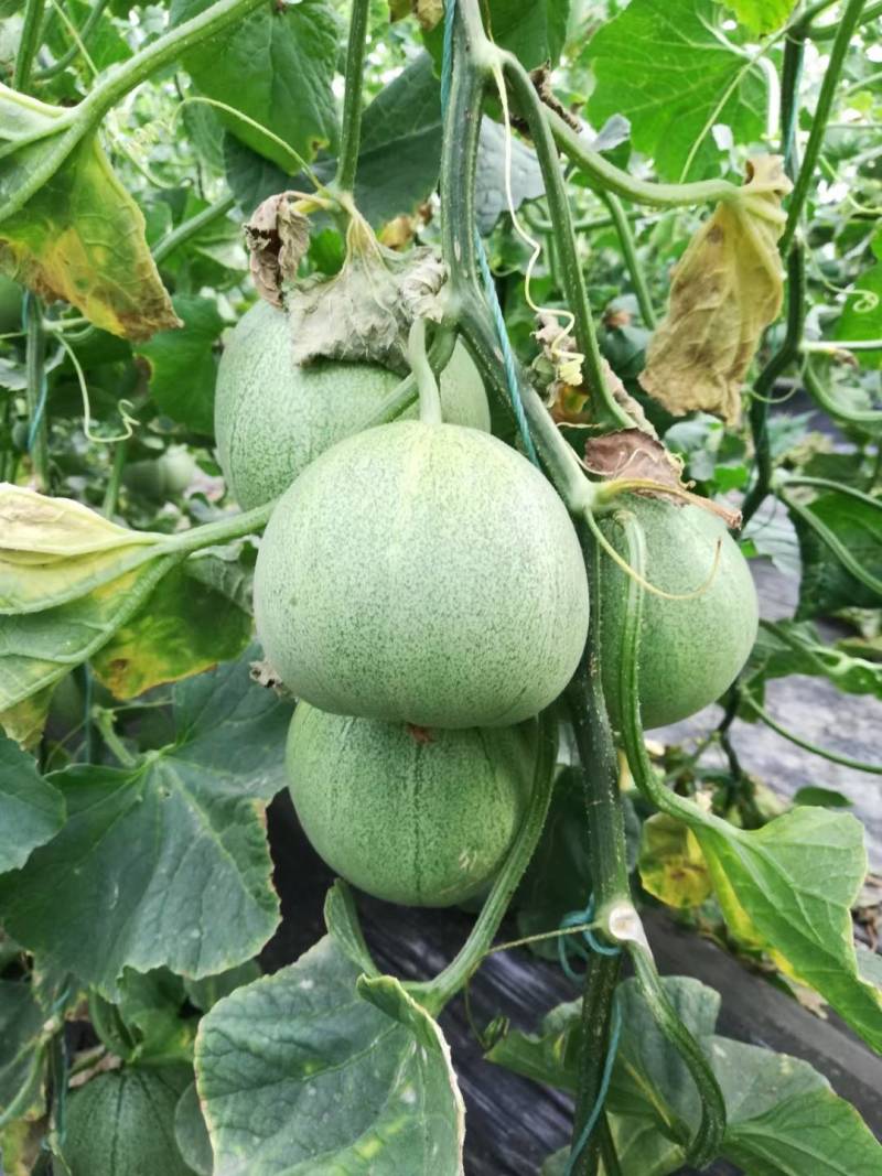 运城盐湖区王范村绿博特甜瓜