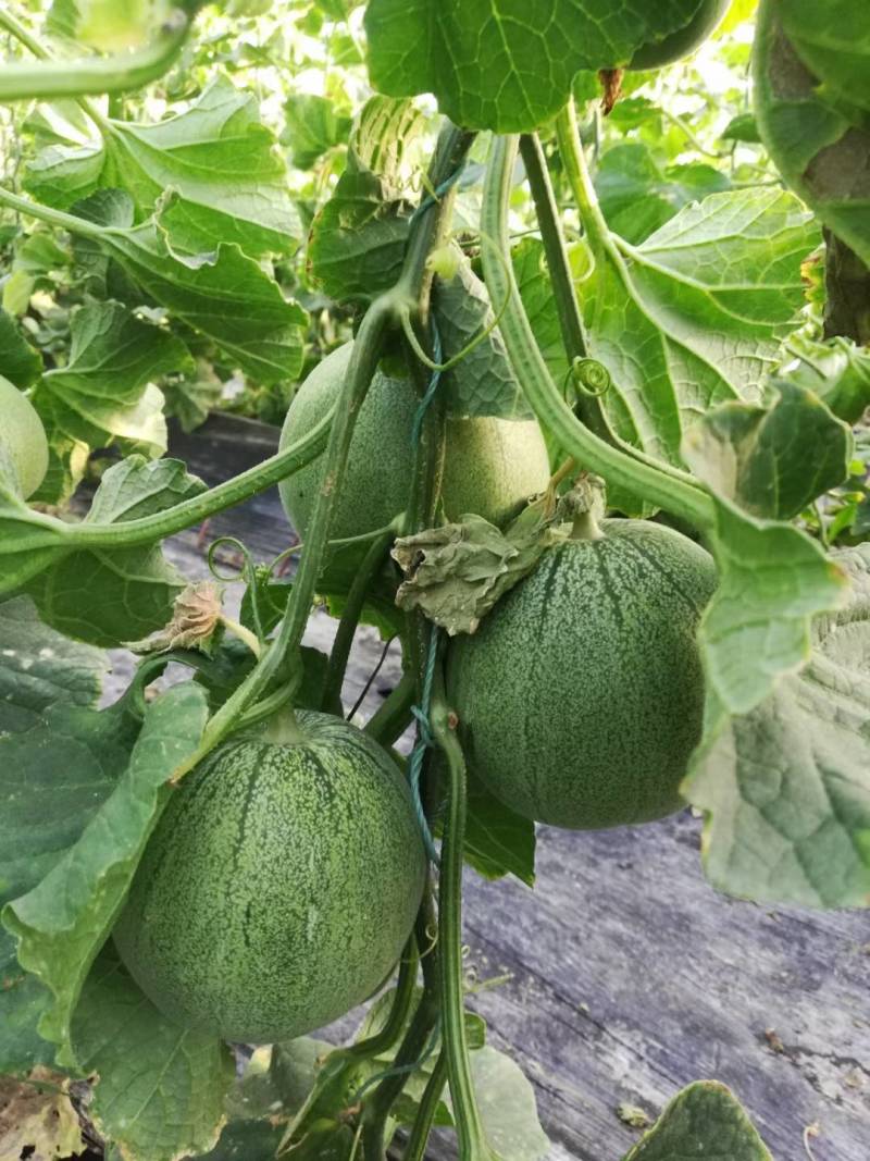运城盐湖区王范村绿博特甜瓜