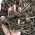 板蓝根（大青叶）批发药材各种规格，量大从优可支持代发