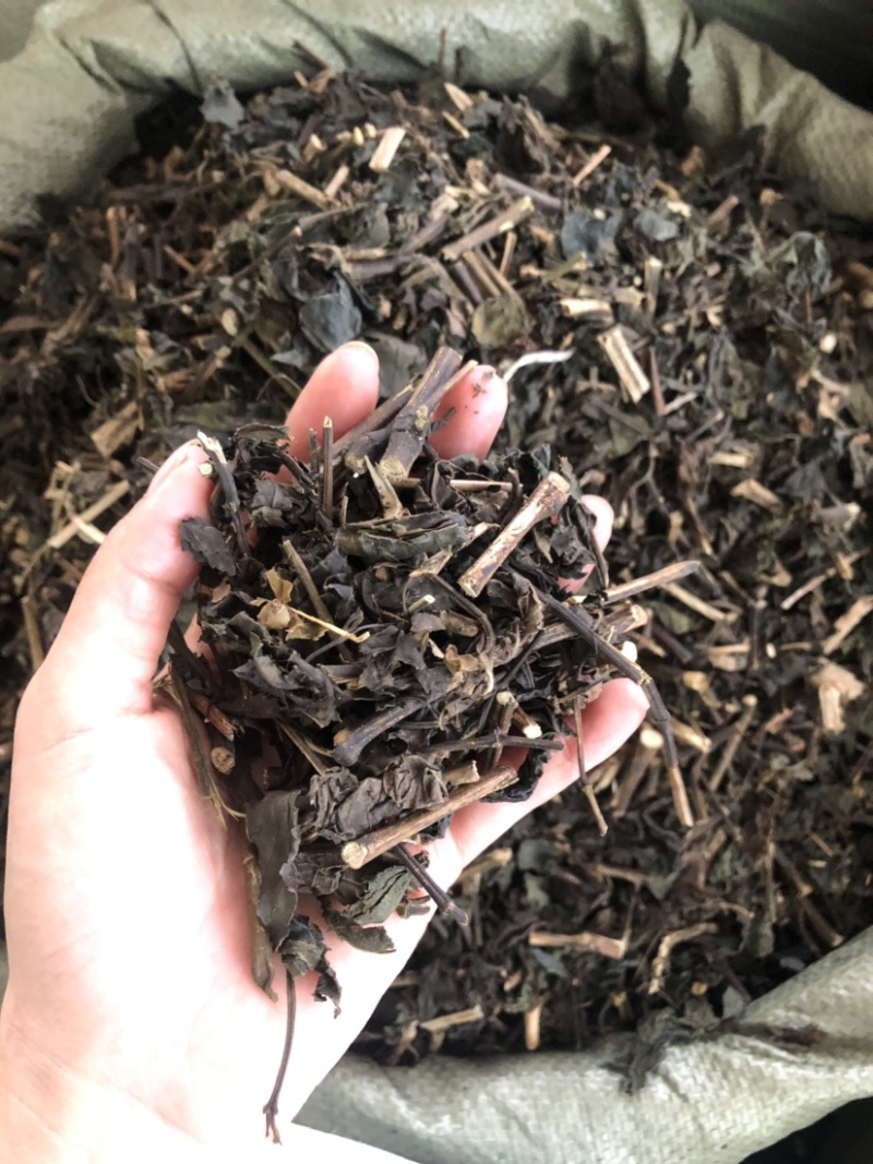 板蓝根（大青叶）批发药材各种规格，量大从优可支持代发