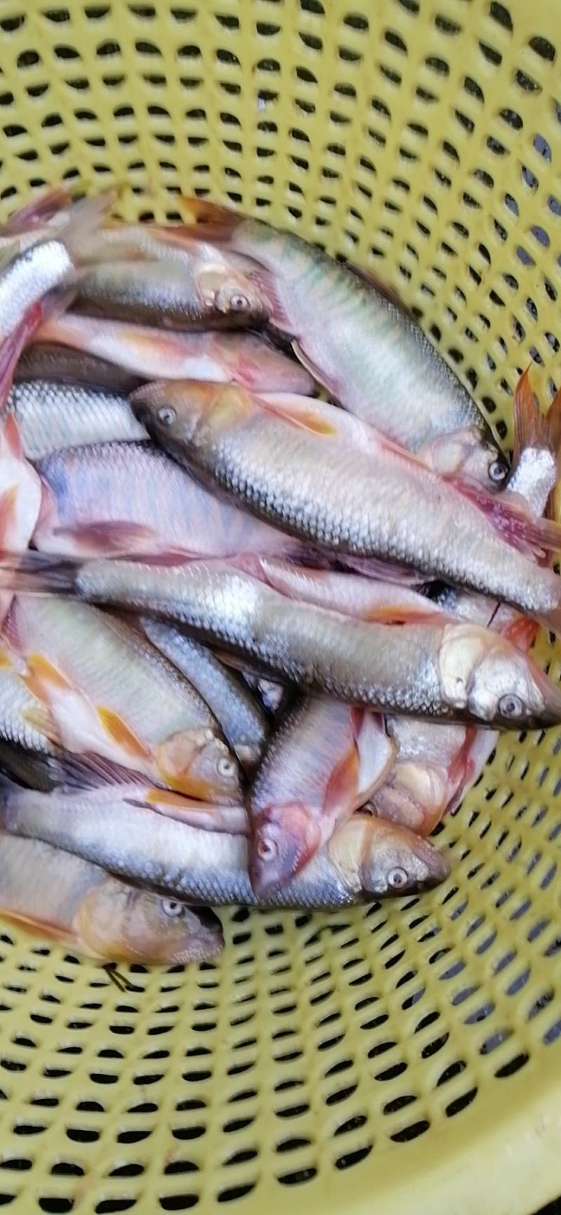 冰，鲜马口鱼