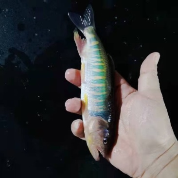 冰，鲜马口鱼