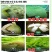 棉铃虫核型多角体病毒棉铃虫钻心虫杀虫剂盈辉唯尊20亿PI