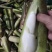 【万亩单季茭白】肉质白现摘现发价格优惠全国代发