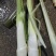 【万亩单季茭白】肉质白现摘现发价格优惠全国代发