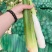 【万亩单季茭白】肉质白现摘现发价格优惠全国代发