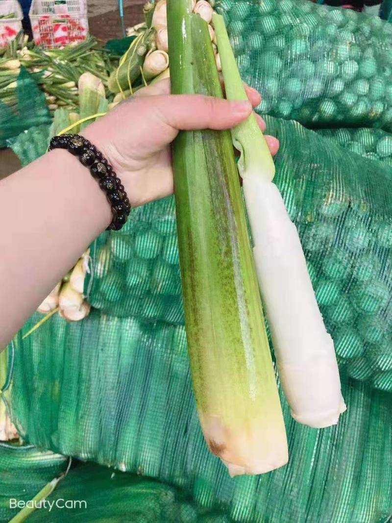 【万亩单季茭白】肉质白现摘现发价格优惠全国代发