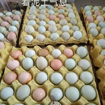 农家散养土鸡蛋绿壳土鸡蛋天天生态土鸡园绿色健康食品