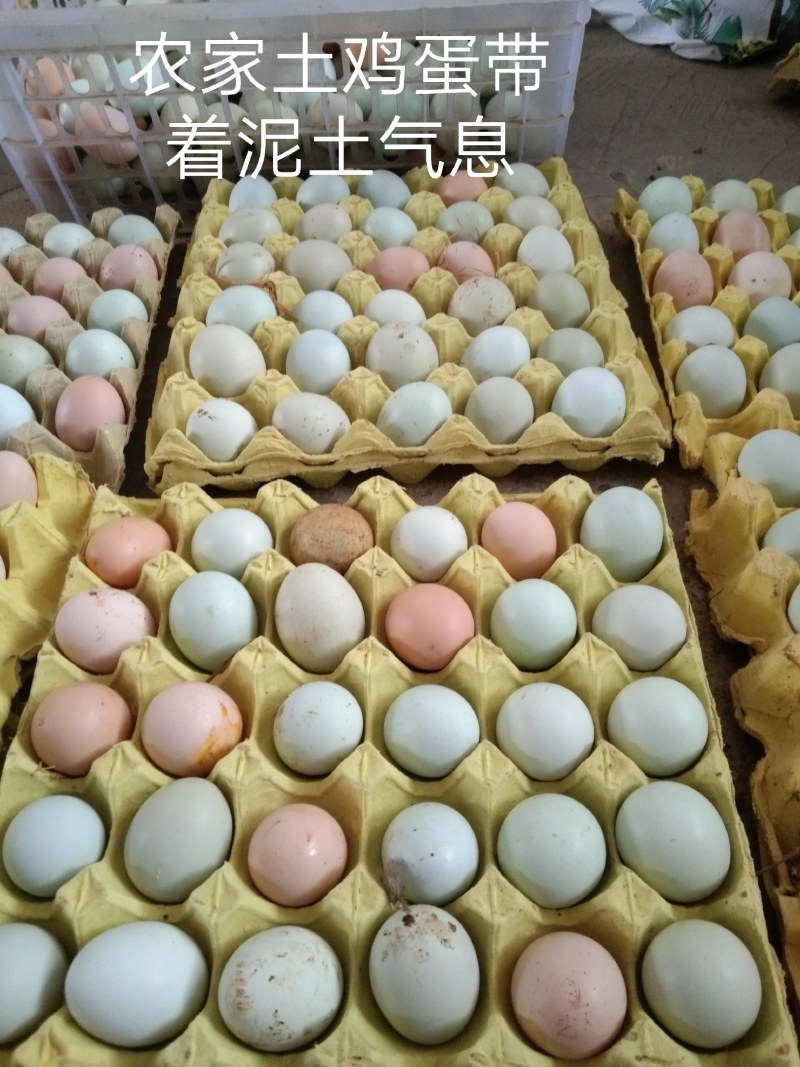 农家散养土鸡蛋绿壳土鸡蛋天天生态土鸡园绿色健康食品