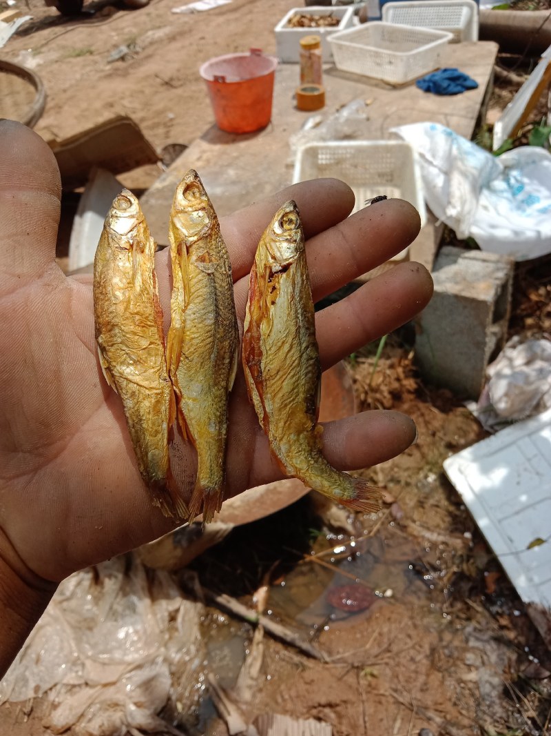 碳烤火培鱼干