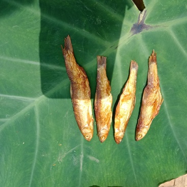 碳烤火培鱼干