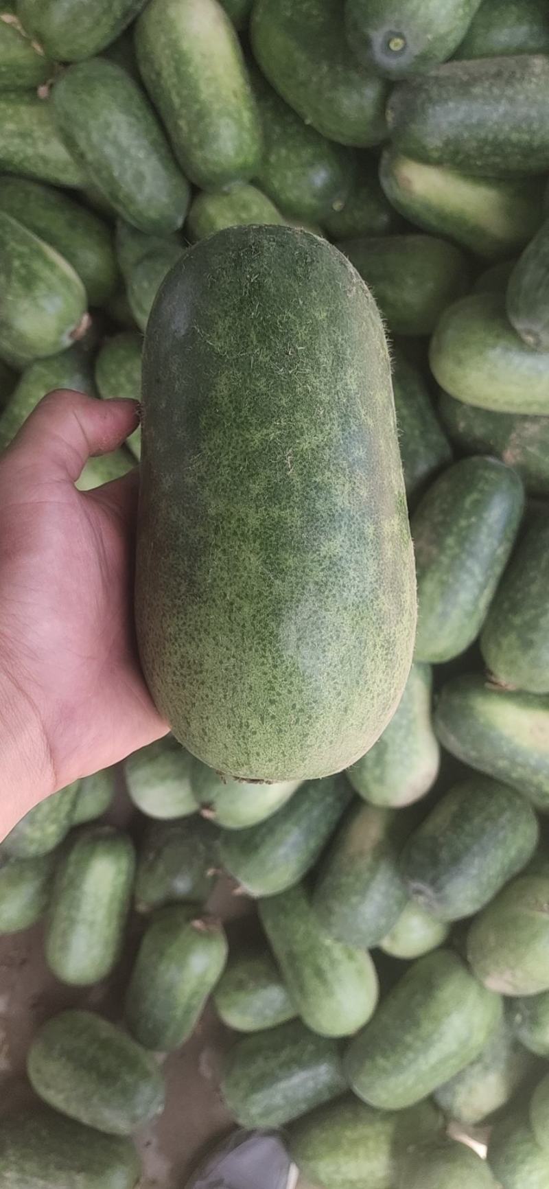 精品水果冬瓜大量上市.瓜型好.耐运输.基地直供欢迎咨询