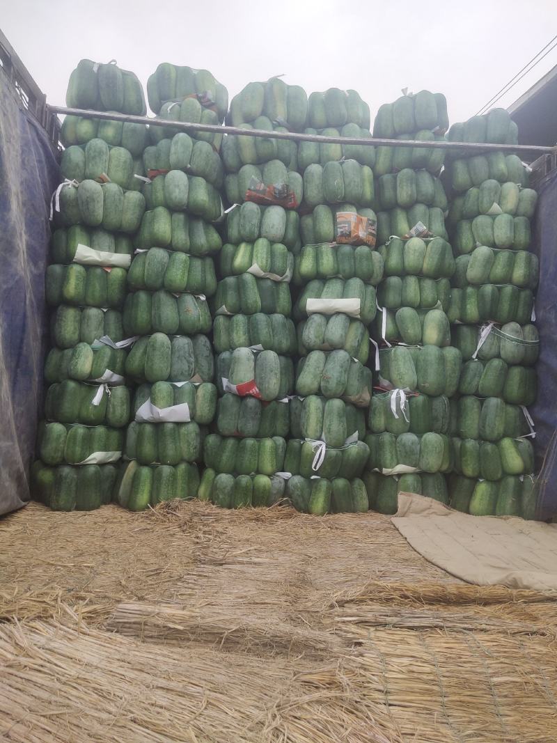 精品水果冬瓜大量上市.瓜型好.耐运输.基地直供欢迎咨询