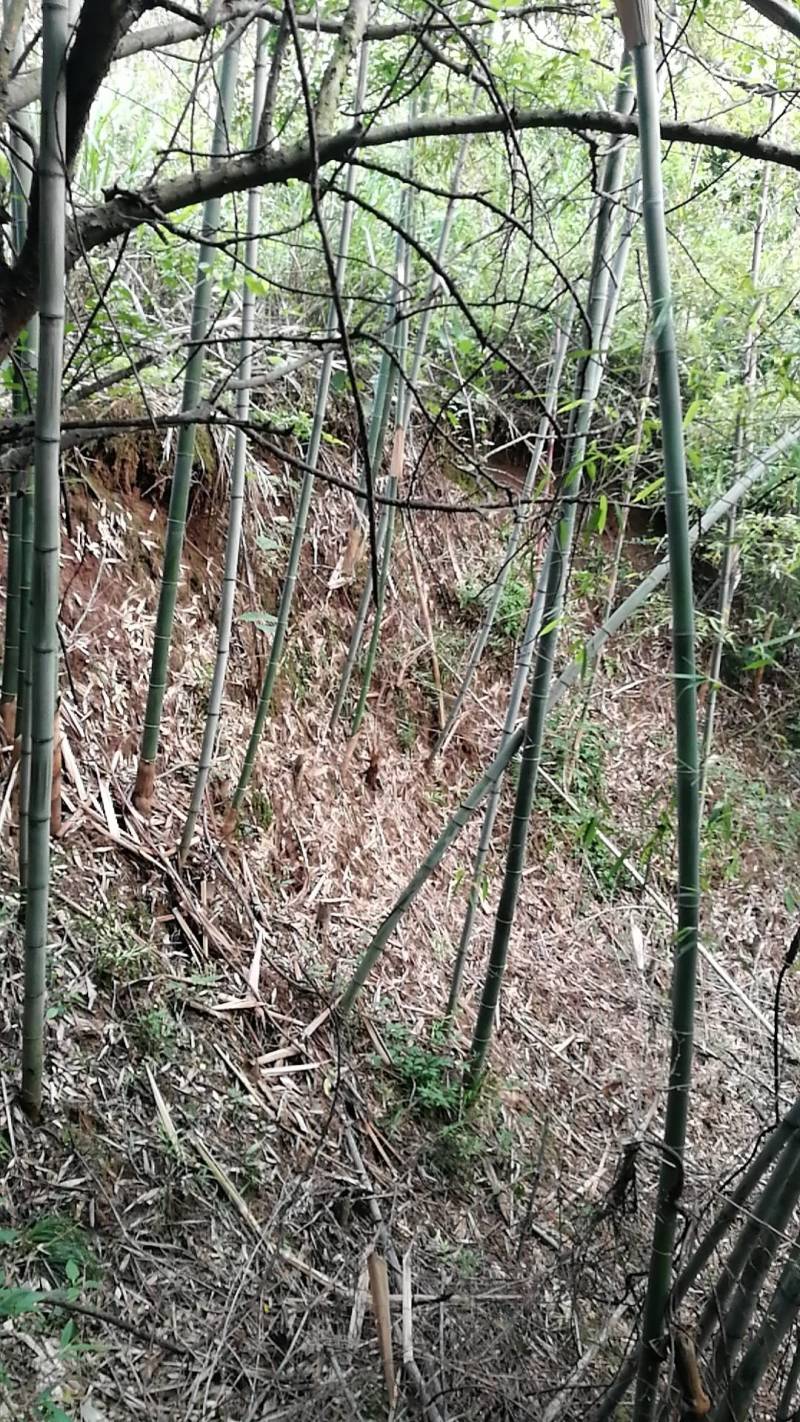 江西彭泽竹竿3.0米每捆50根，坚韧耐用，肉厚有弹性。