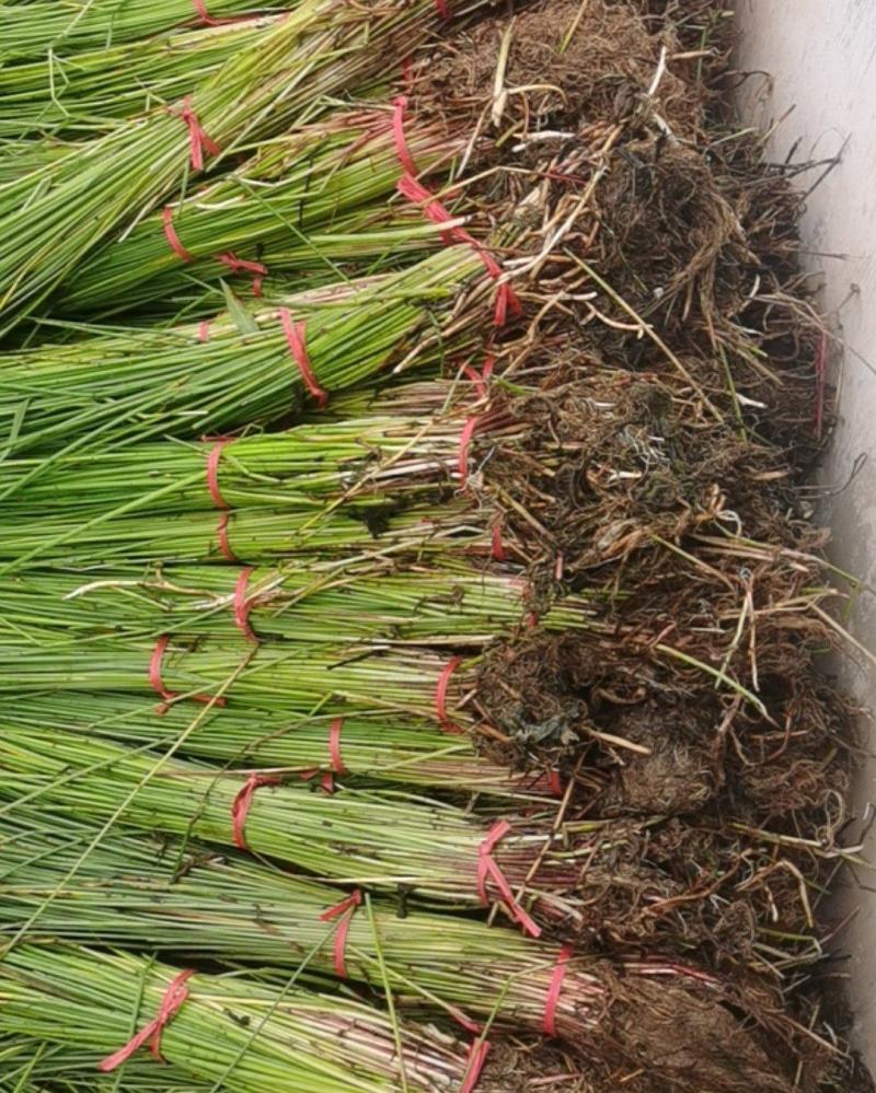 灯心草