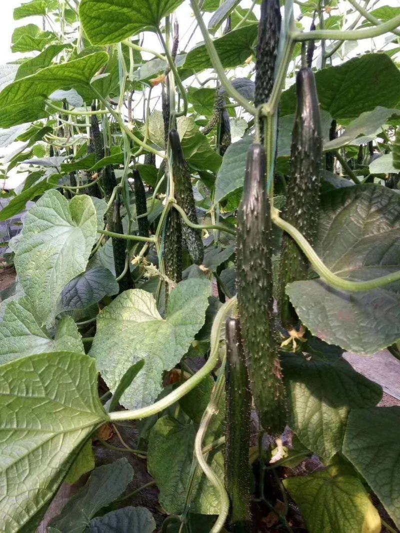 黄瓜苗越夏嫁接黄瓜苗抗病毒不黄头油亮深绿色中条瓜品质保障