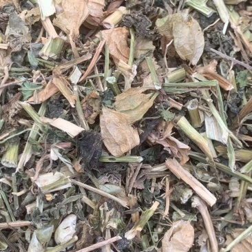 灯笼草【包邮】三斤起发货可批量可零售量大从优