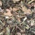 灯笼草【包邮】三斤起发货可批量可零售量大从优