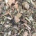 灯笼草【包邮】三斤起发货可批量可零售量大从优