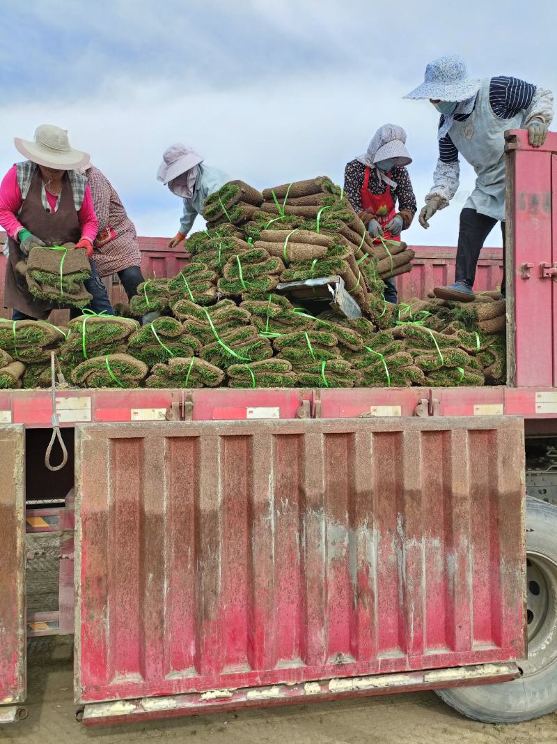 百慕大草坪高羊茅草坪早熟禾草皮四季青草坪果岭草