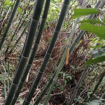 江西彭泽，优质竹竿，3一6米，坚韧，结实，有弹性。