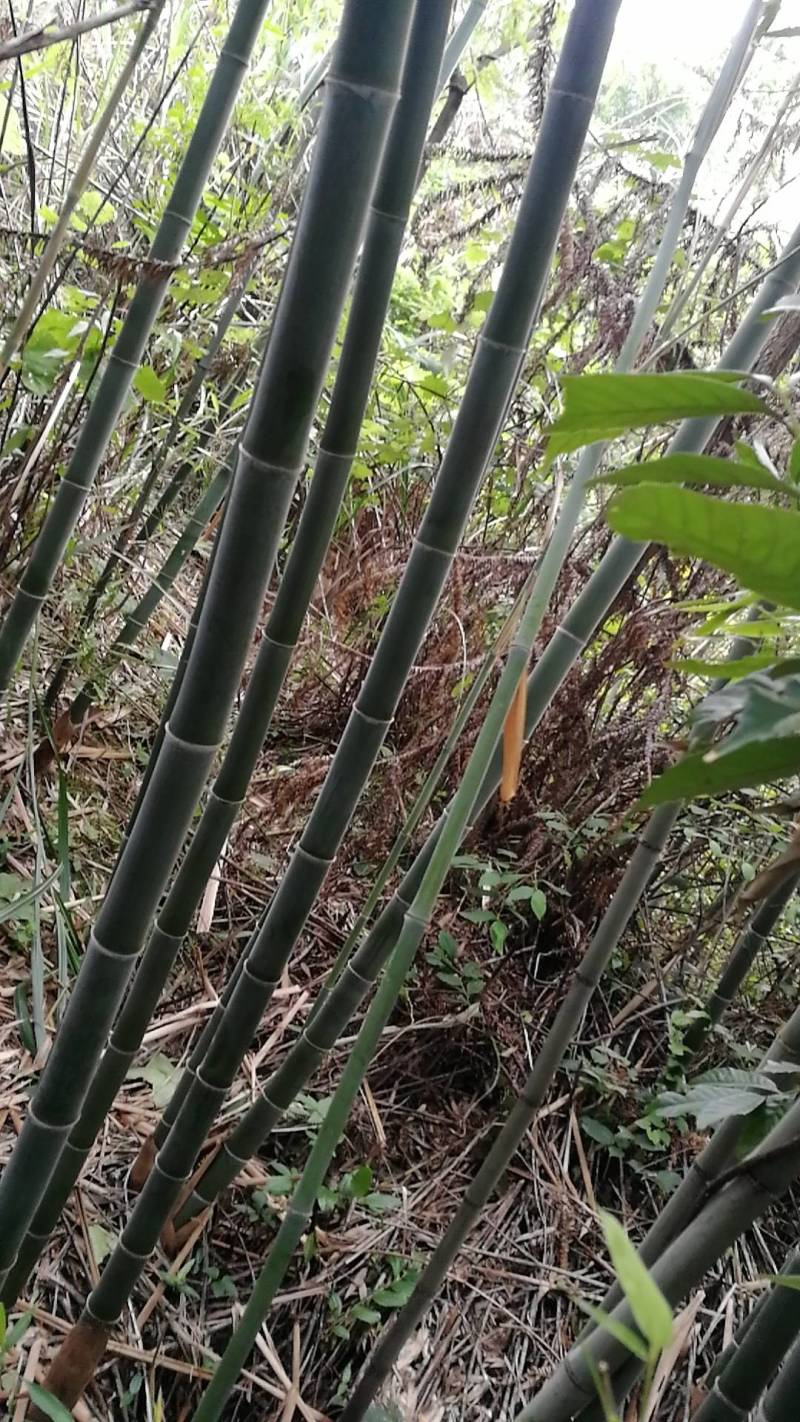 江西彭泽，优质竹竿，3一6米，坚韧，结实，有弹性。