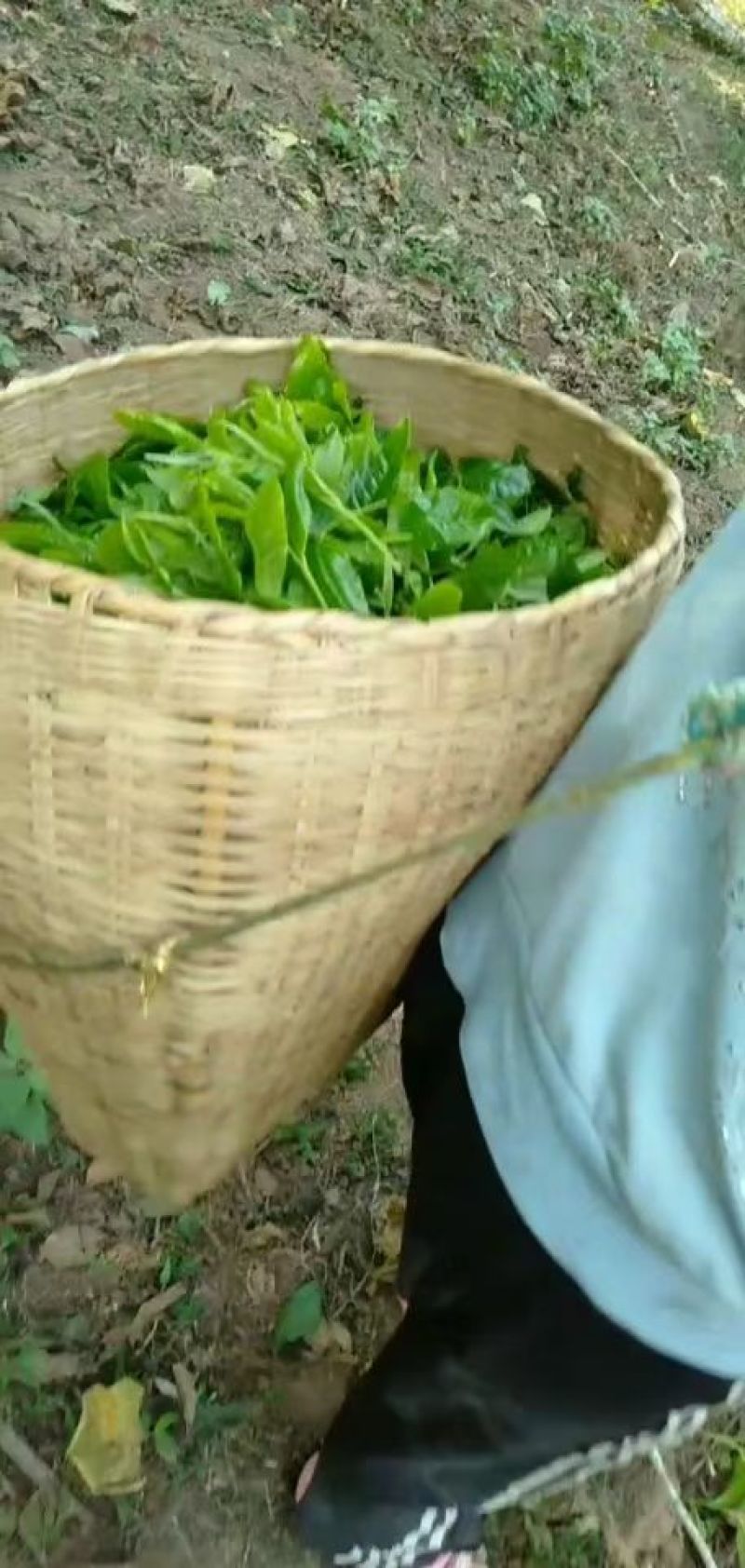 倚邦乔木小高杆小叶种普洱茶头春香甜柔顺蜜香散茶原产地包邮