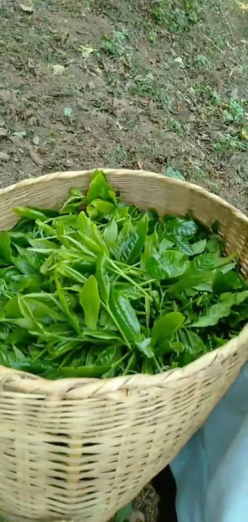 倚邦乔木小高杆小叶种普洱茶头春香甜柔顺蜜香散茶原产地包邮