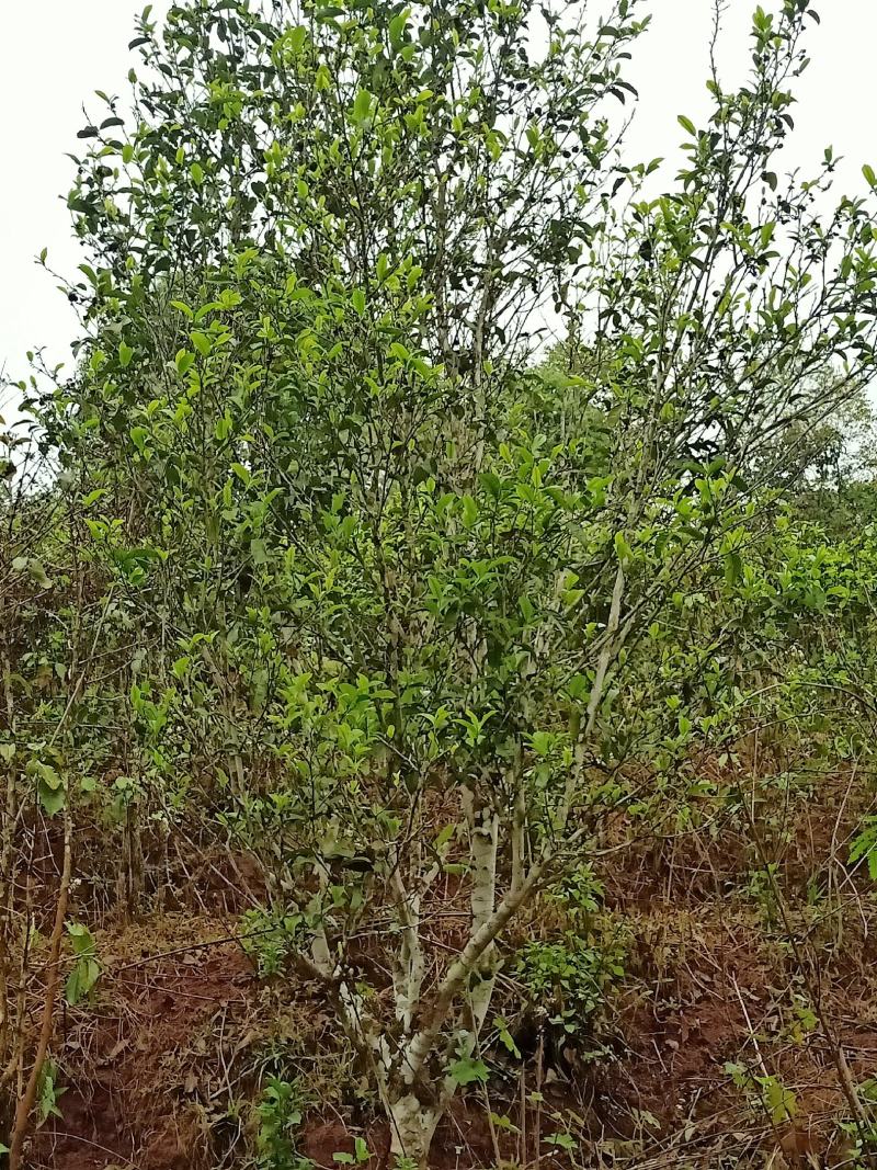 倚邦乔木小高杆小叶种普洱茶头春香甜柔顺蜜香散茶原产地包邮