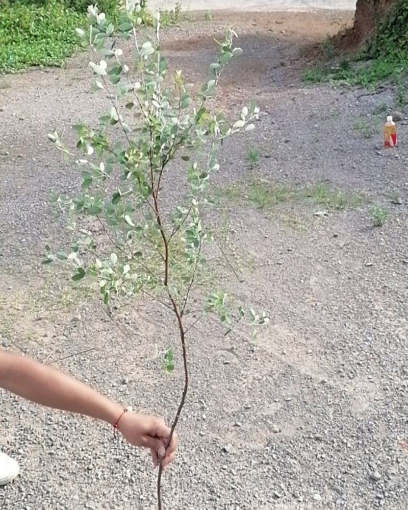 中华胡枝子.绿化.种植.用途广泛