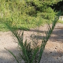 蜈蚣草.药用价值高.具有观赏性质