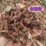 中草药杠板归蛇倒退河白草蛇不过新货