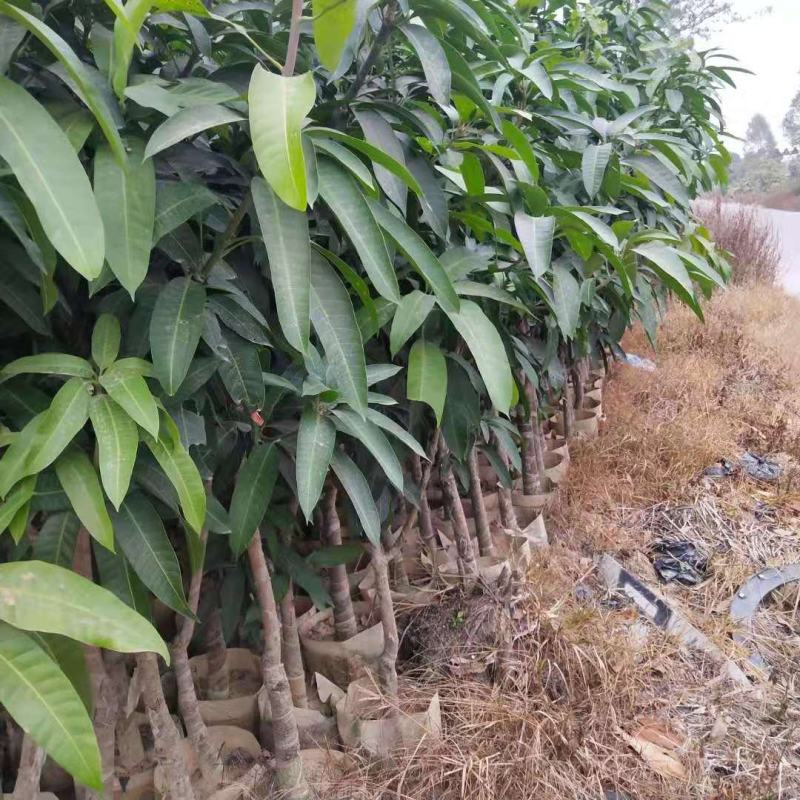 金煌芒果苗产地直销，成活率高，免费指导，欢迎来电