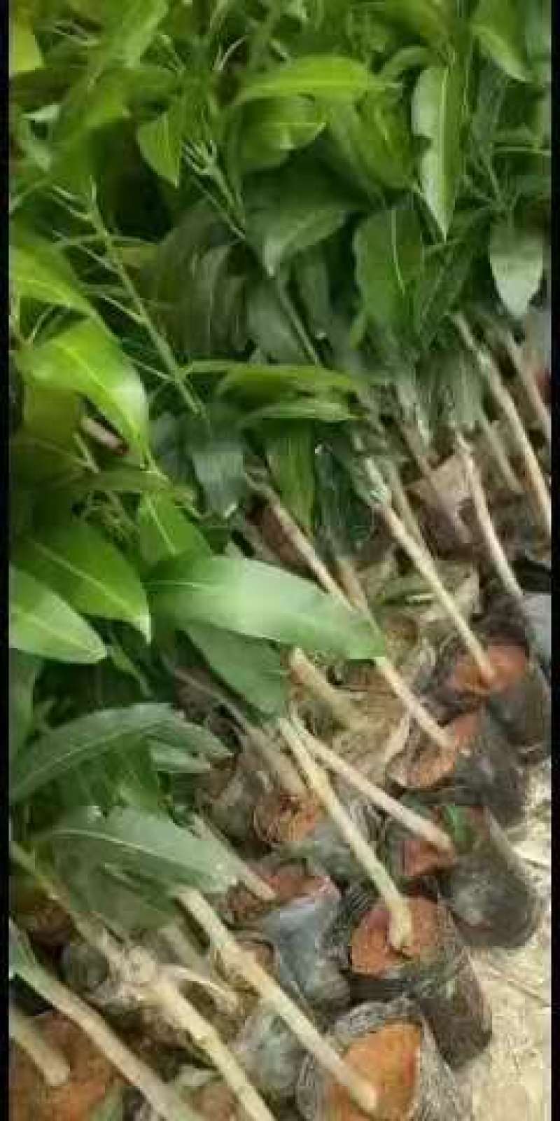 金煌芒果苗产地直销，成活率高，免费指导，欢迎来电