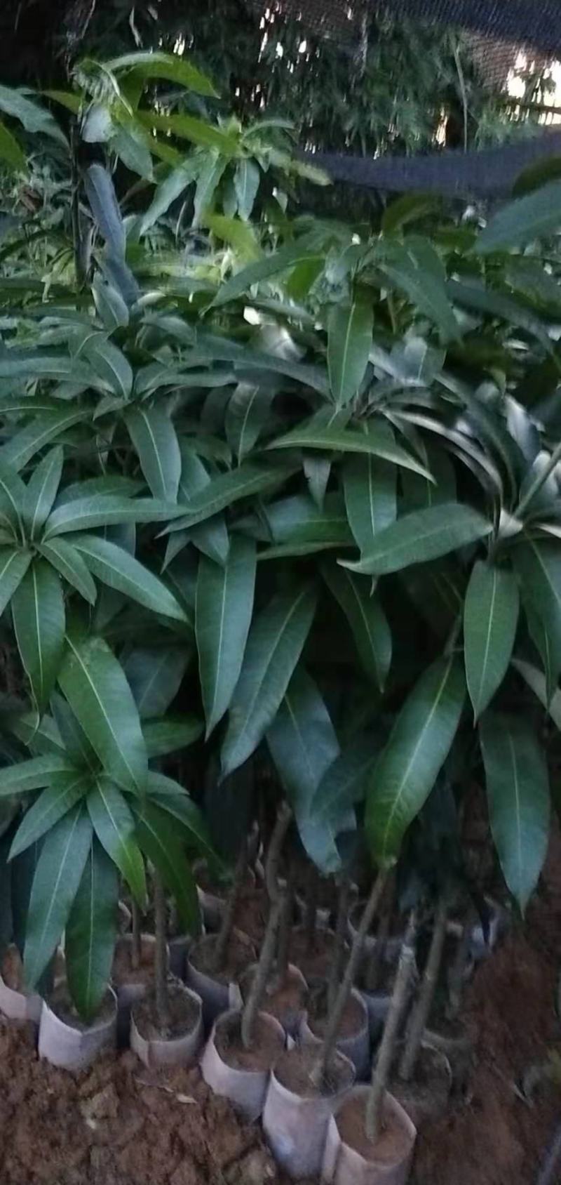 金煌芒果苗产地直销，成活率高，免费指导，欢迎来电