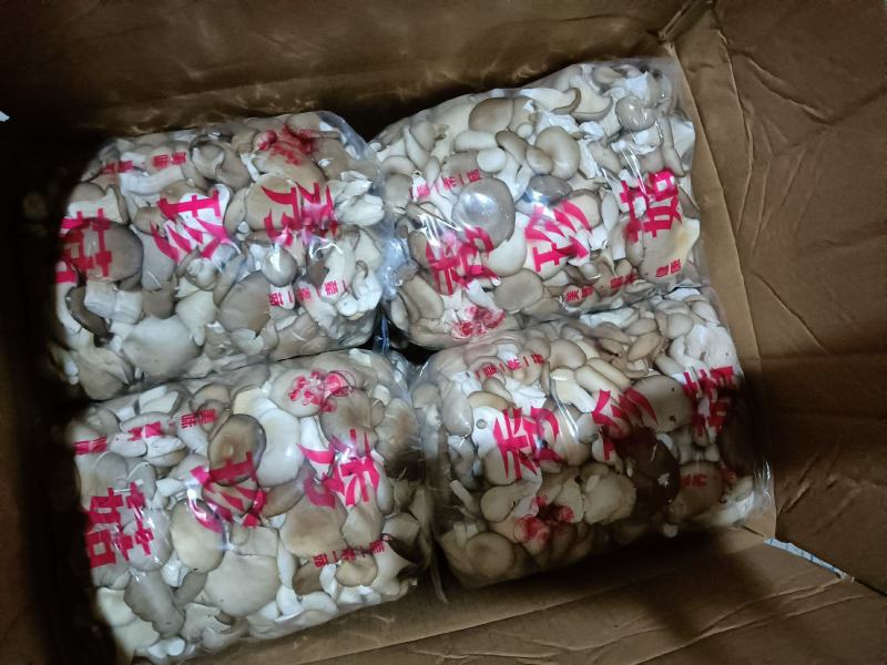 秀珍菇