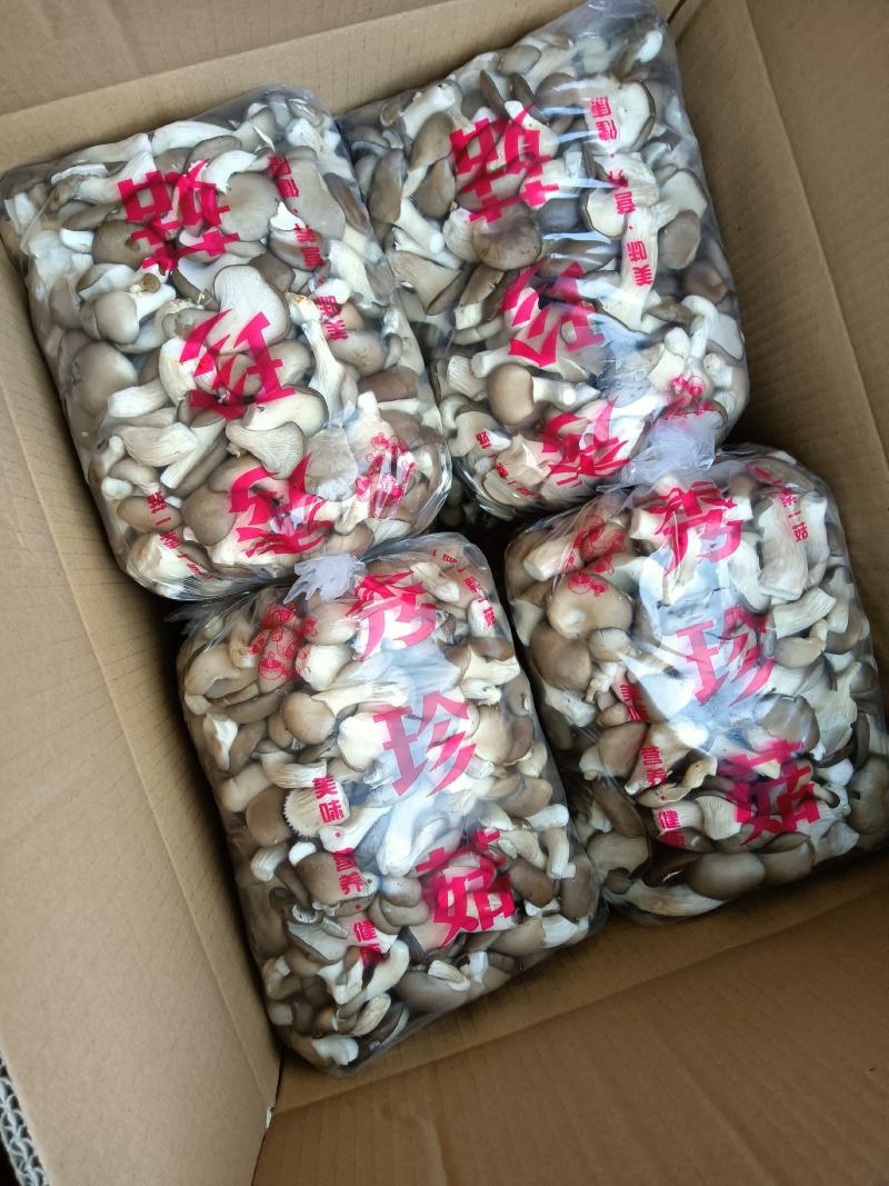 秀珍菇